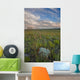 Sunset over the prairies in Grasslands National Park Wall Mural