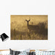 Mule deer backlit at sunrise in Grasslands National Park Wall Mural