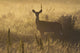Mule deer backlit at sunrise in Grasslands National Park Wall Mural