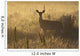 Mule deer backlit at sunrise in Grasslands National Park Wall Mural