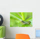 Young gray tree frog on leaf Wall Mural