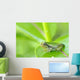 Young gray tree frog on leaf Wall Mural
