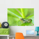 Young gray tree frog on leaf Wall Mural