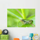 Young gray tree frog on leaf Wall Mural