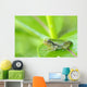 Young gray tree frog on leaf Wall Mural
