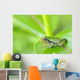 Young gray tree frog on leaf Wall Mural