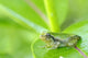 Young gray tree frog on leaf Wall Mural
