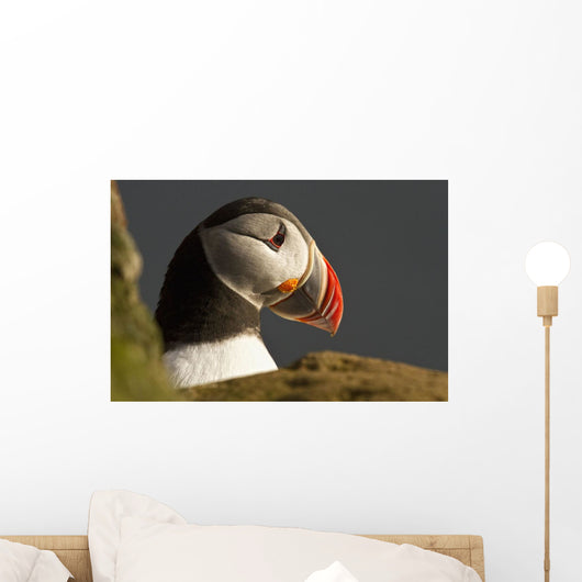 Portrait of a colorful puffin Wall Mural