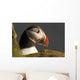 Portrait of a colorful puffin Wall Mural