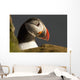 Portrait of a colorful puffin Wall Mural