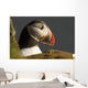Portrait of a colorful puffin Wall Mural