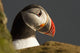 Portrait of a colorful puffin Wall Mural