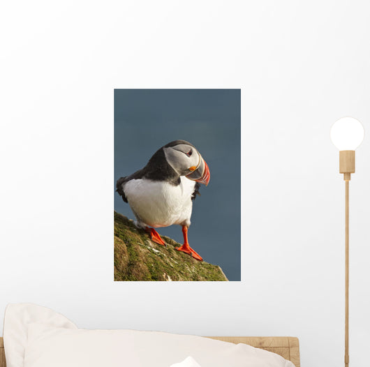 Portrait of a colorful puffin Wall Mural