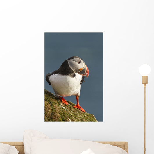 Portrait of a colorful puffin Wall Mural