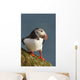 Portrait of a colorful puffin Wall Mural