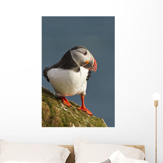 Portrait of a colorful puffin Wall Mural