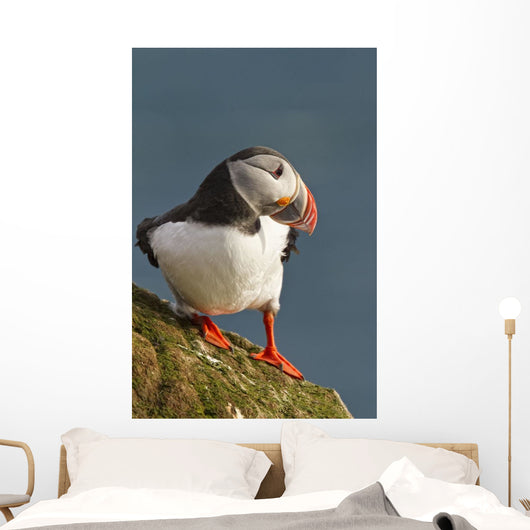 Portrait of a colorful puffin Wall Mural