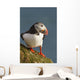 Portrait of a colorful puffin Wall Mural