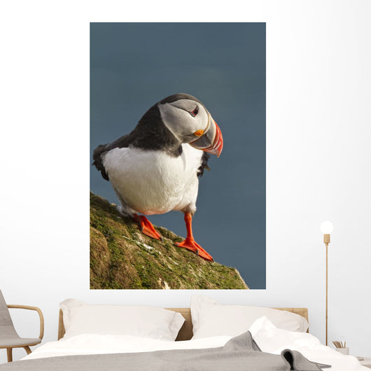 Portrait of a colorful puffin Wall Mural
