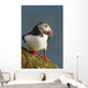 Portrait of a colorful puffin Wall Mural
