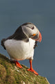 Portrait of a colorful puffin Wall Mural