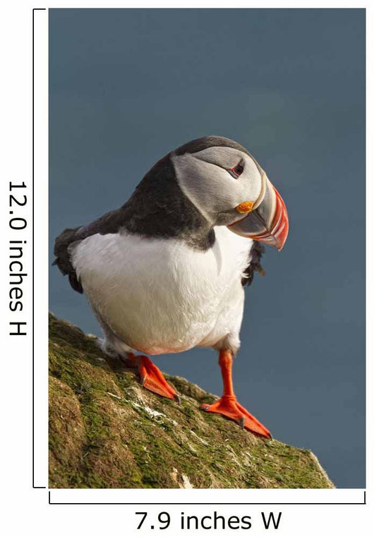 Portrait of a colorful puffin Wall Mural