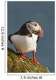 Portrait of a colorful puffin Wall Mural