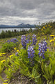 Wildflowers on the roadside along the shores of Dezadeash Lake Wall Mural