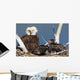 Mature bald eagle and chicks in a nest Wall Mural