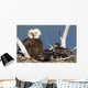 Mature bald eagle and chicks in a nest Wall Mural