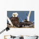 Mature bald eagle and chicks in a nest Wall Mural
