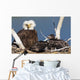 Mature bald eagle and chicks in a nest Wall Mural