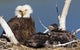 Mature bald eagle and chicks in a nest Wall Mural