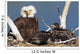 Mature bald eagle and chicks in a nest Wall Mural