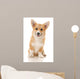 Five-month Puppy Studio White
