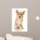 Five-month Puppy Studio White