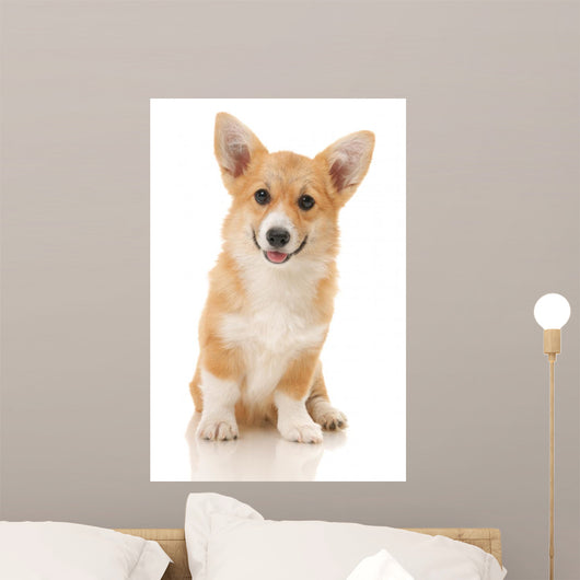Five-month Puppy Studio White