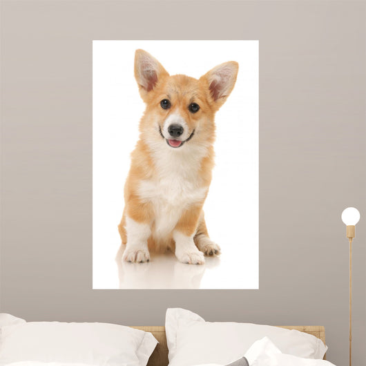 Five-month Puppy Studio White