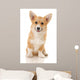 Five-month Puppy Studio White