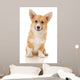 Five-month Puppy Studio White