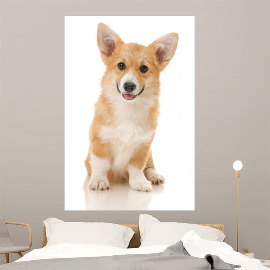 Five-month Puppy Studio White