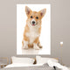 Five-month Puppy Studio White