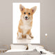 Five-month Puppy Studio White