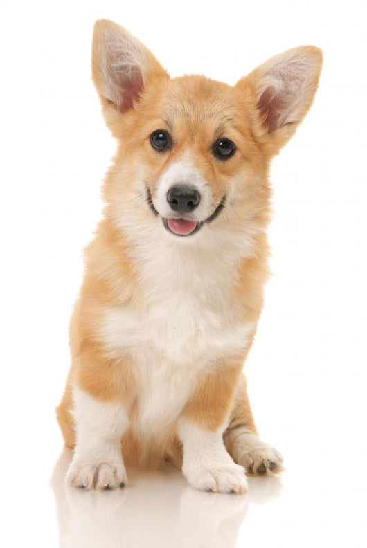 Five-month Puppy Studio White
