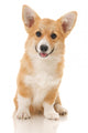 Five-month Puppy Studio White