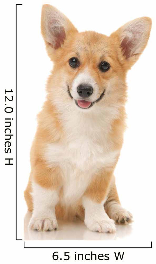Five-month Puppy Studio White