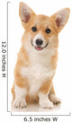 Five-month Puppy Studio White