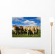 Herd of beef cattle Wall Mural