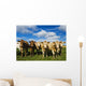 Herd of beef cattle Wall Mural