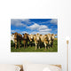 Herd of beef cattle Wall Mural